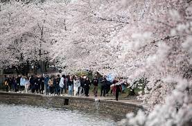 Cherry Blossom Festival